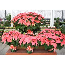Pink Poinsettia